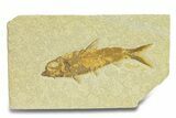 Detailed Fossil Fish (Knightia) - Wyoming #289903-1